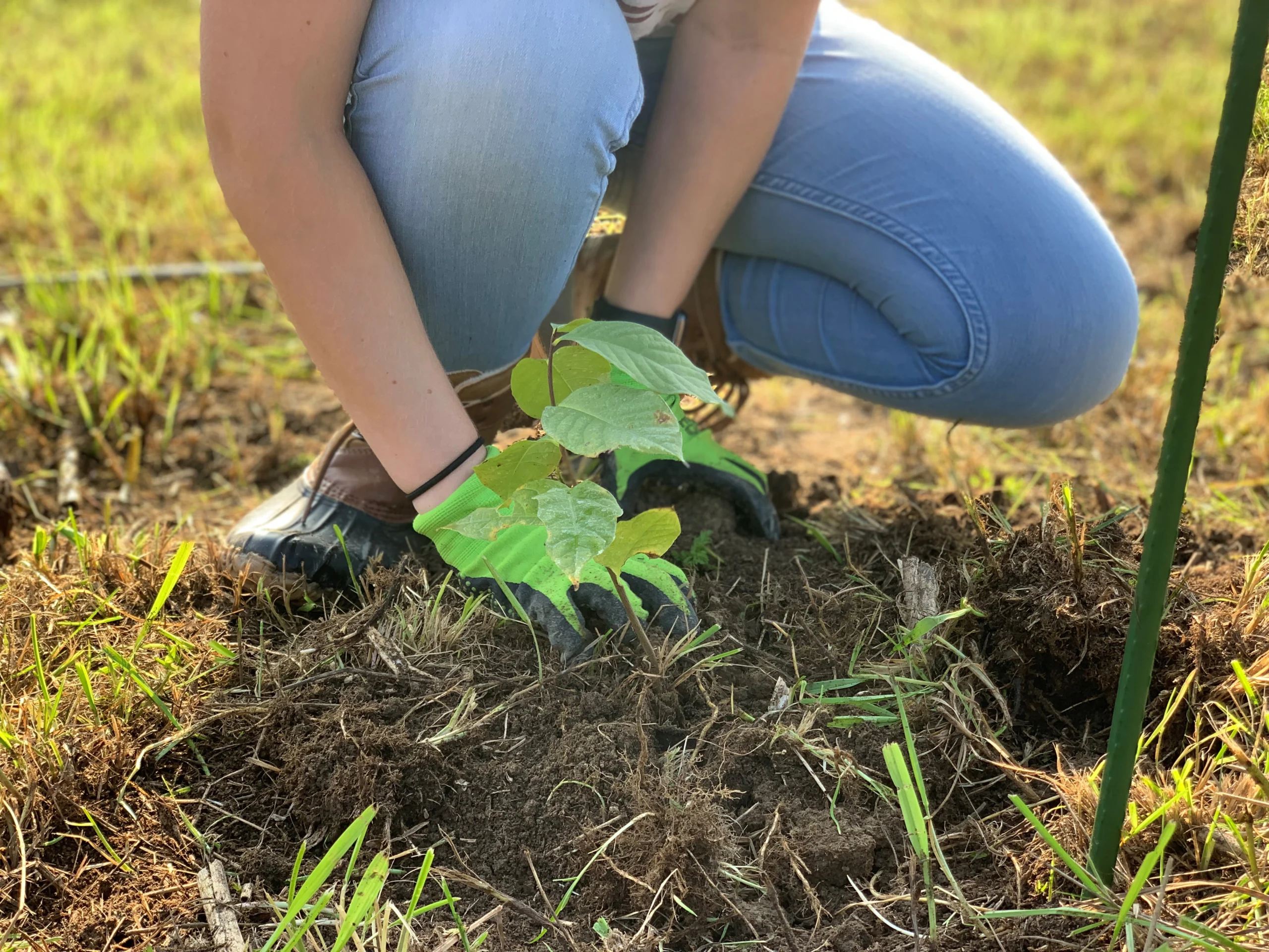 A person wearing gloves and blue jeans is crouched down, planting a small leafy green plant in the soil outdoors on a grassy area.