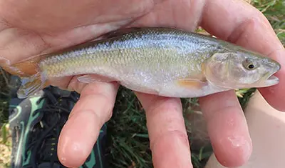 A small fish with a silvery body displaying faint rainbow hues is held in a person's hand. The background shows grass and part of a shoe.