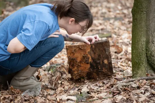 A person wearing a blue shirt and glasses kneels in a forest, intently examining a tree stump surrounded by fallen leaves, showcasing a deep focus on Earth and Environmental Sciences with the woods providing an immersive backdrop.
