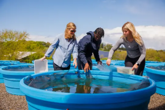 Three people are engaged in watershed studies, tending to blue circular tanks outdoors. They use lids and nets to interact with the water, while the background showcases trees and a partly cloudy sky.