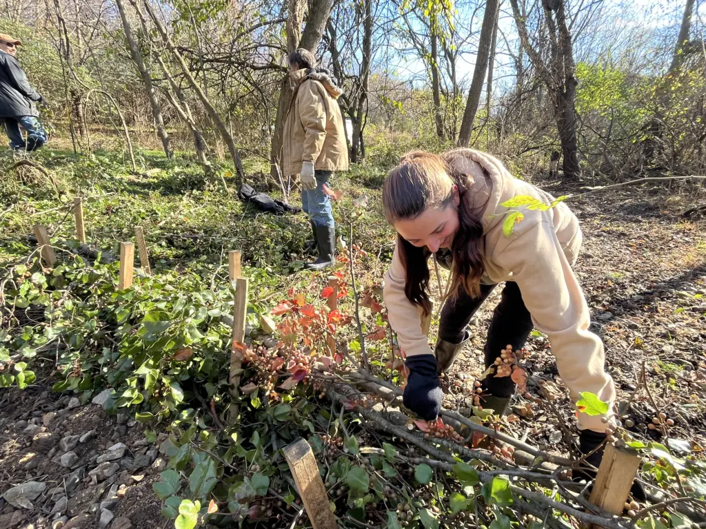 A woman in a beige jacket and gloves is weaving branches with green and red leaves into a wooden fence in a wooded area, supporting local Watershed Studies. Another person is visible in the background working similarly. The setting is sunny with scattered trees.