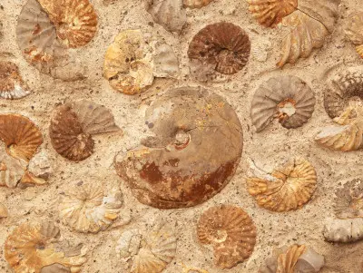 Fossilized ammonites of various sizes embedded in a beige rock surface, showcasing spiral shell patterns in shades of brown and tan.