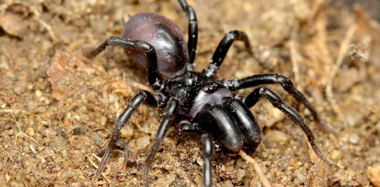 Image for news story: For purseweb spiders, flinging their poo may be life or death