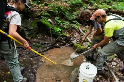Three people in outdoor gear are conducting fieldwork by a stream in a forest. They're using nets to collect samples from the water, with a white bucket nearby. The surrounding area is lush with greenery and fallen branches.