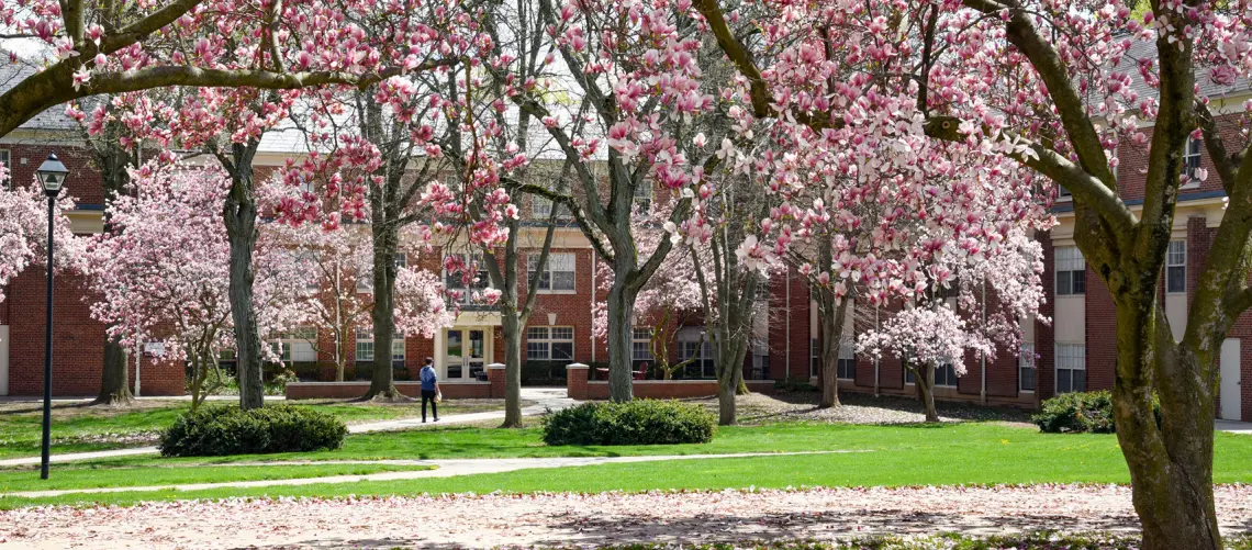 A serene college campus features blooming pink magnolia trees in spring. The scene includes brick buildings in the background, a green lawn, and a pathway with a person walking, surrounded by vibrant floral colors.