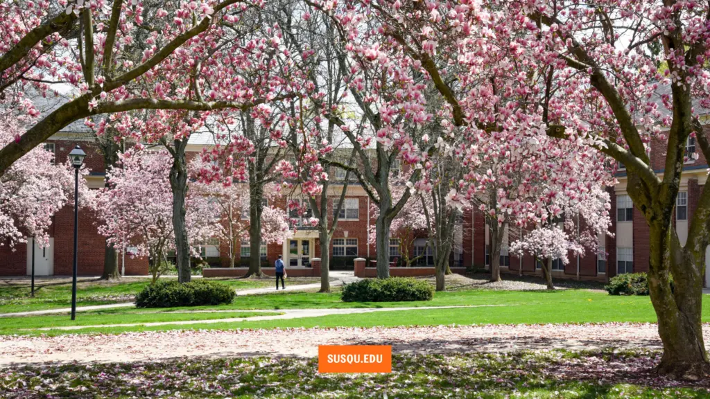 A serene college campus with blooming pink cherry blossoms lining a pathway. Two people walk along the path, and red-brick buildings are visible in the background. The grass is lush and green.