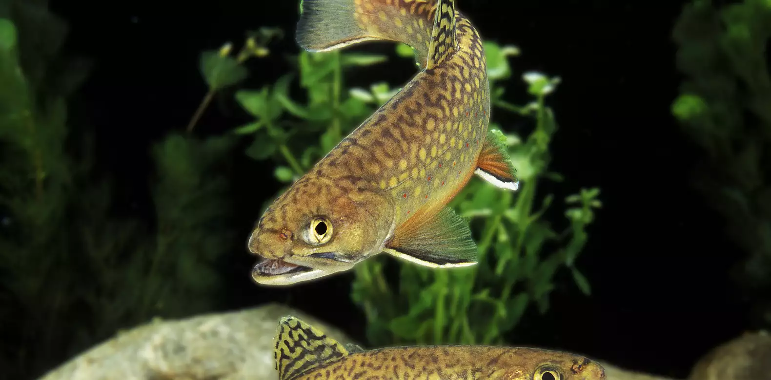 Image for news story: Climbing temperatures adversely impact brook trout