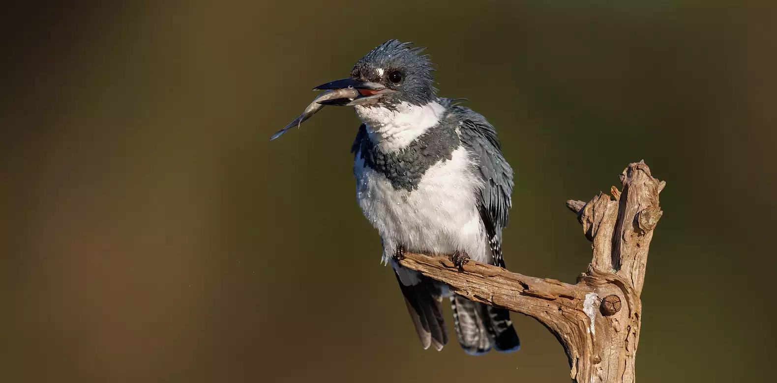 Image for news story: Research partnership seeks trends in bird populations, habitat quality