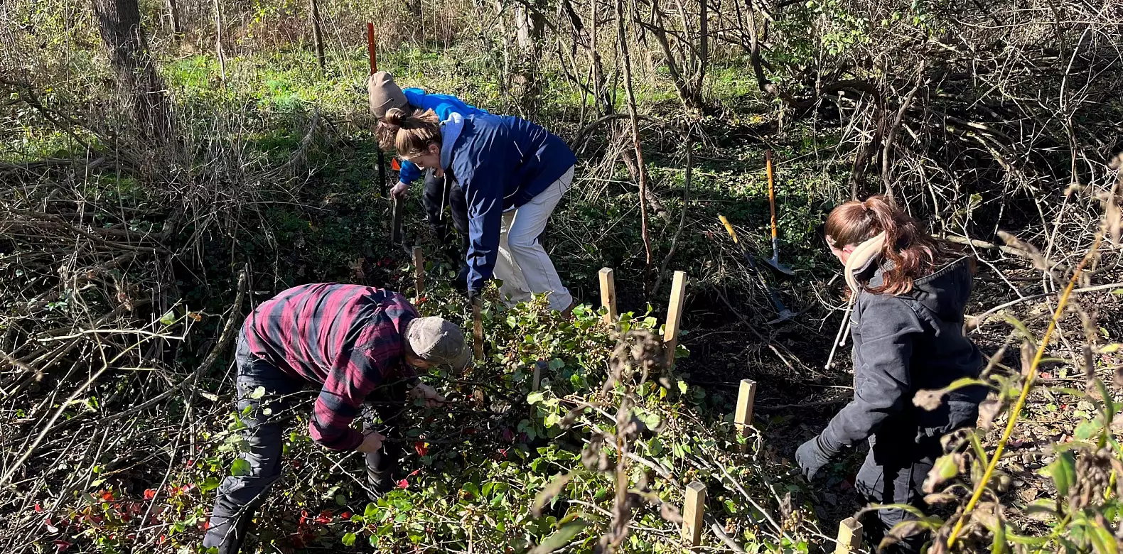 Image for news story: Dam good engineering! Beaver dams the blueprint for conservation