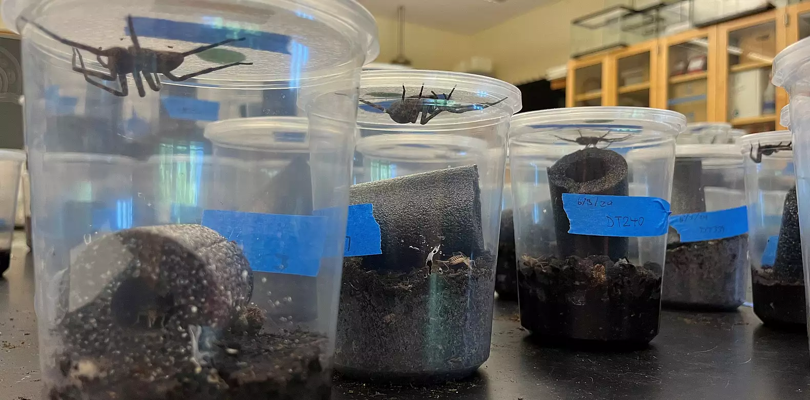 Image for news story: Could spiders solve the spotted lanternfly problem?