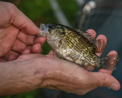 A small fish with mottled patterns is held gently between two hands. The fish has prominent fins and a slightly open mouth, resting over a green and blurry background.