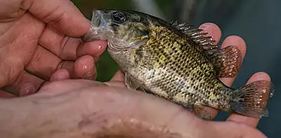 Image for news story: Student Research Impacts State Policy