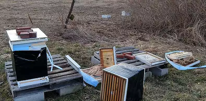 Image for news story: We’re on the Lookout for a Honey Thief!