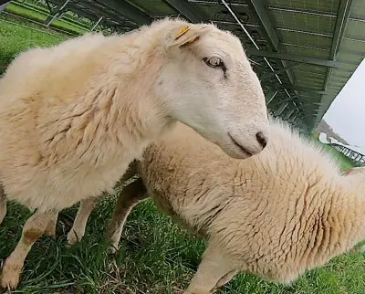 Two sheep standing in a grassy field under tilted solar panels. The foreground sheep is looking to the right, showing its side profile. The background sheep is partially visible. Overcast sky and solar panels create a modern pastoral scene.