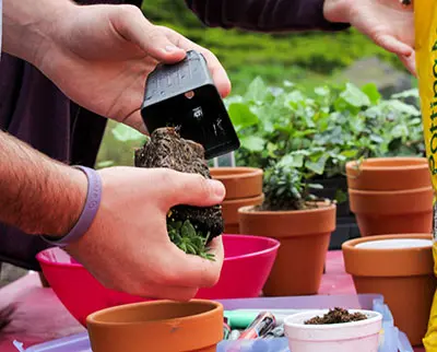 Hands are seen transferring a small plant from a plastic container into a terracotta pot. Other pots with plants and gardening tools are visible on the table.
