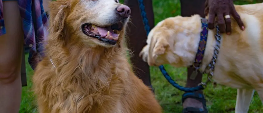 Two golden retrievers are on leashes, with one sitting in the foreground and the other standing behind. They appear content, with their owners partially visible, standing with them on a grassy area.