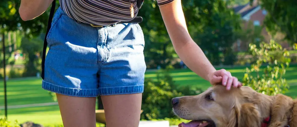 A person wearing denim shorts and a striped shirt is standing outdoors, petting a golden retriever. The background features a green park with trees and a path.