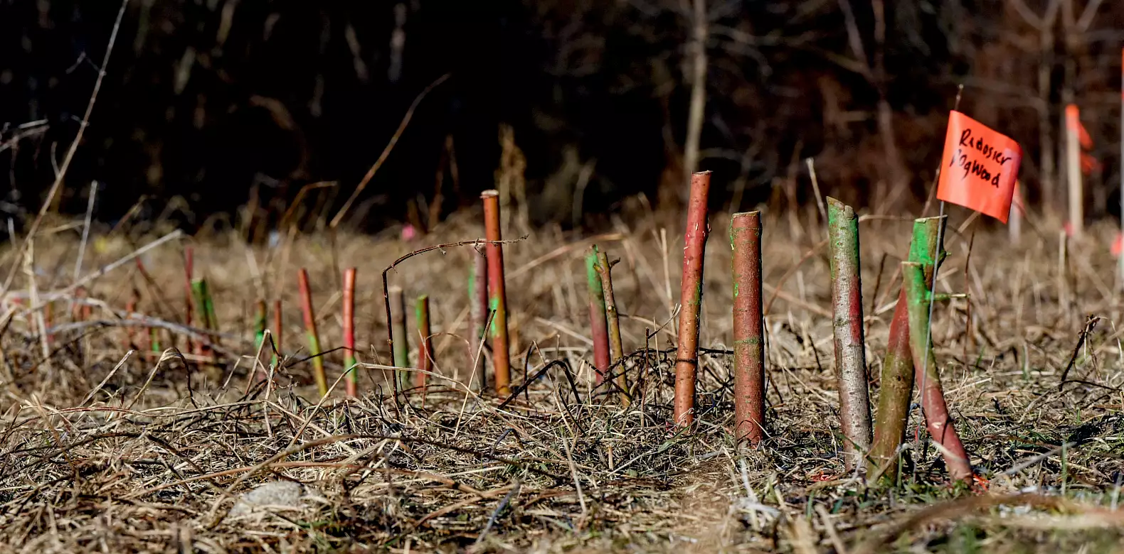 Image for news story: Study Highlights Live Stake Planting Success