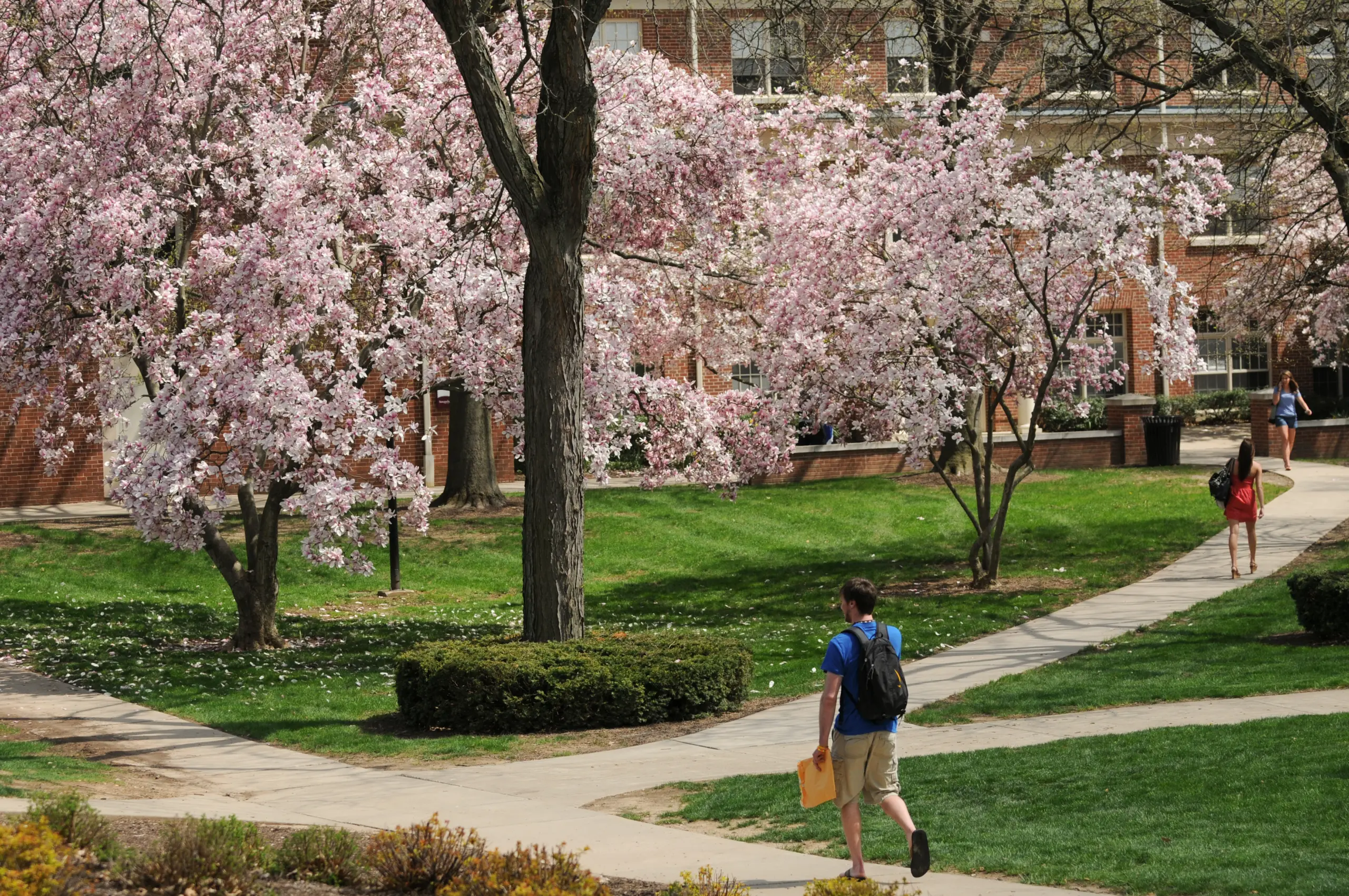 A person walks along a paved path through a college campus, surrounded by blooming pink cherry blossom trees and green grass. Brick buildings are visible in the background under a clear sky.