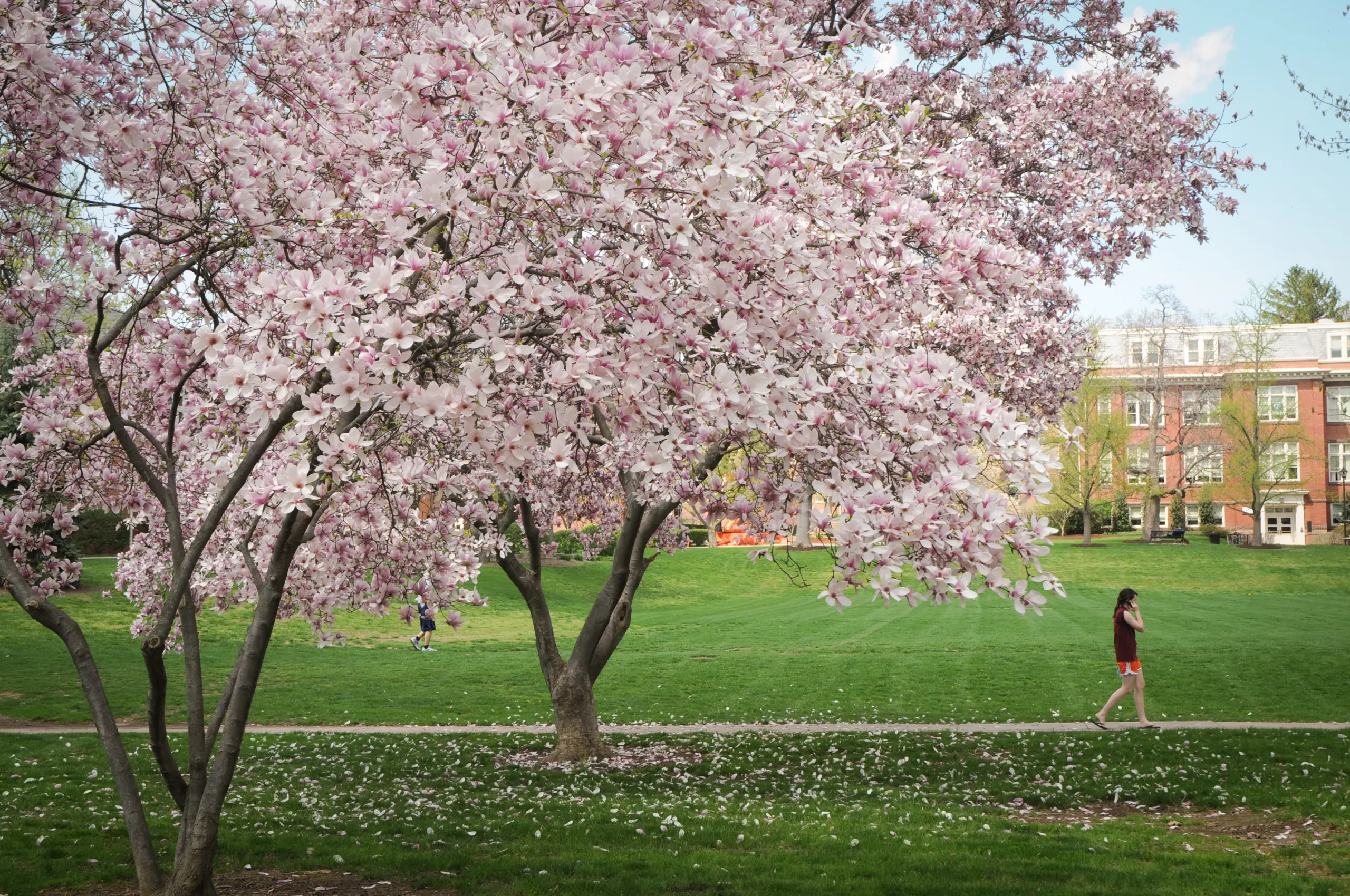 A person walks past a large, blooming cherry blossom tree with pink and white flowers, located on a green lawn. In the background, there is a red-brick building surrounded by more trees under a partly cloudy sky.