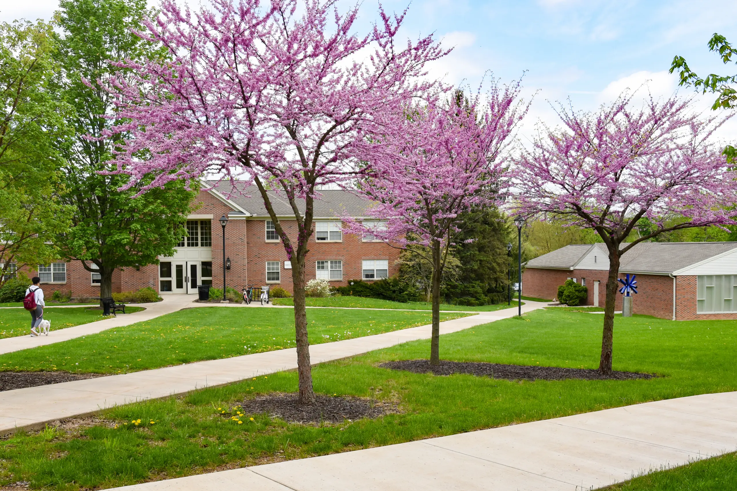 A college campus with blooming pink cherry blossom trees lining a walkway. North Hall, A red brick building with white-framed windows, is in the background, surrounded by green grass and a few students walking. The sky is partly cloudy.