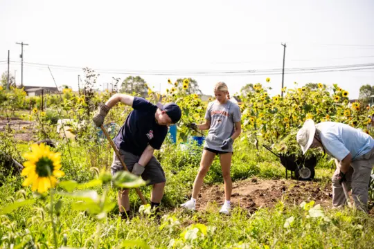 People work together in a garden on a sunny day. One person digs with a shovel, while others watch and help. They are surrounded by sunflowers and greenery, with a wheelbarrow in the background.