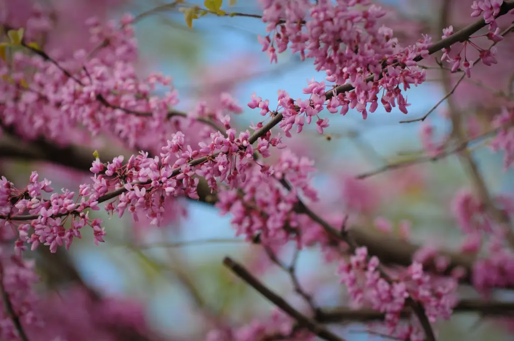 Close-up of vibrant pink blossoms on tree branches against a blurred blue sky. The flowers are clustered densely, creating a lush and colorful scene that evokes the essence of springtime.