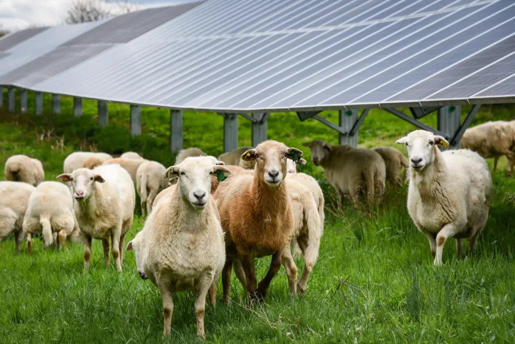 A group of sheep grazes on green grass beneath rows of solar panels. The panels are elevated, allowing the sheep to move freely underneath. The setting is outdoors with a mix of cloudy and sunny weather.