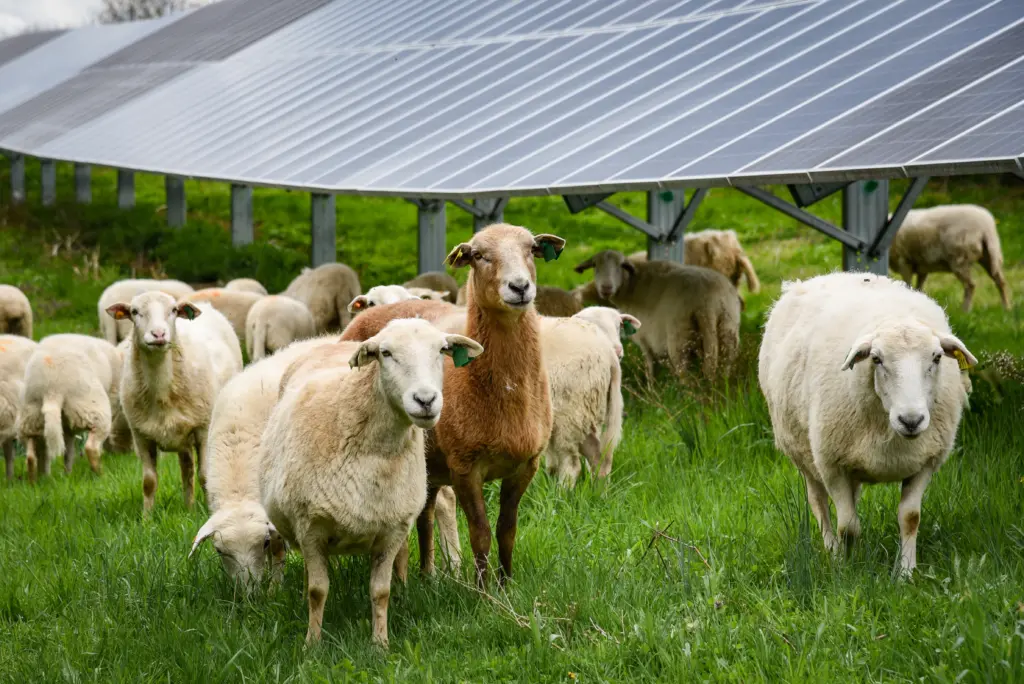 A flock of sheep grazes on green grass beneath large solar panels. The sheep are mostly white, with one brown sheep in the center. The solar panels are elevated, and the scene takes place in a lush, rural setting.
