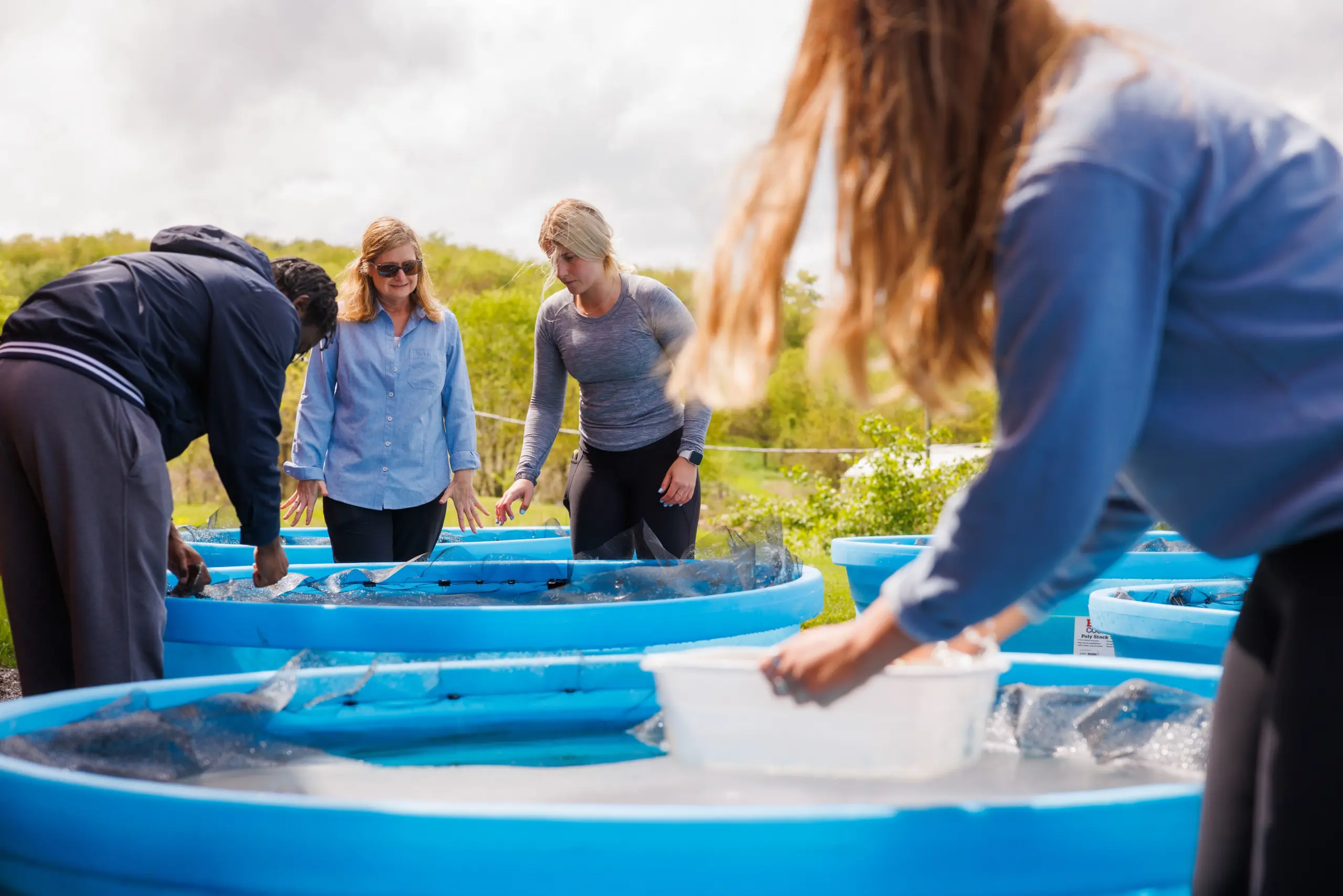 Four people are gathered around large blue tanks outdoors, examining the contents. One person holds a white container. They appear to be engaged in an activity related to aquaculture or fish farming. The background features greenery and a cloudy sky.