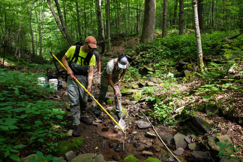 Two people in outdoor gear examine a small stream in a lush forest. One holds a yellow pole, while the other leans over the water, possibly collecting samples. Buckets and equipment are nearby, surrounded by green foliage and rocks.