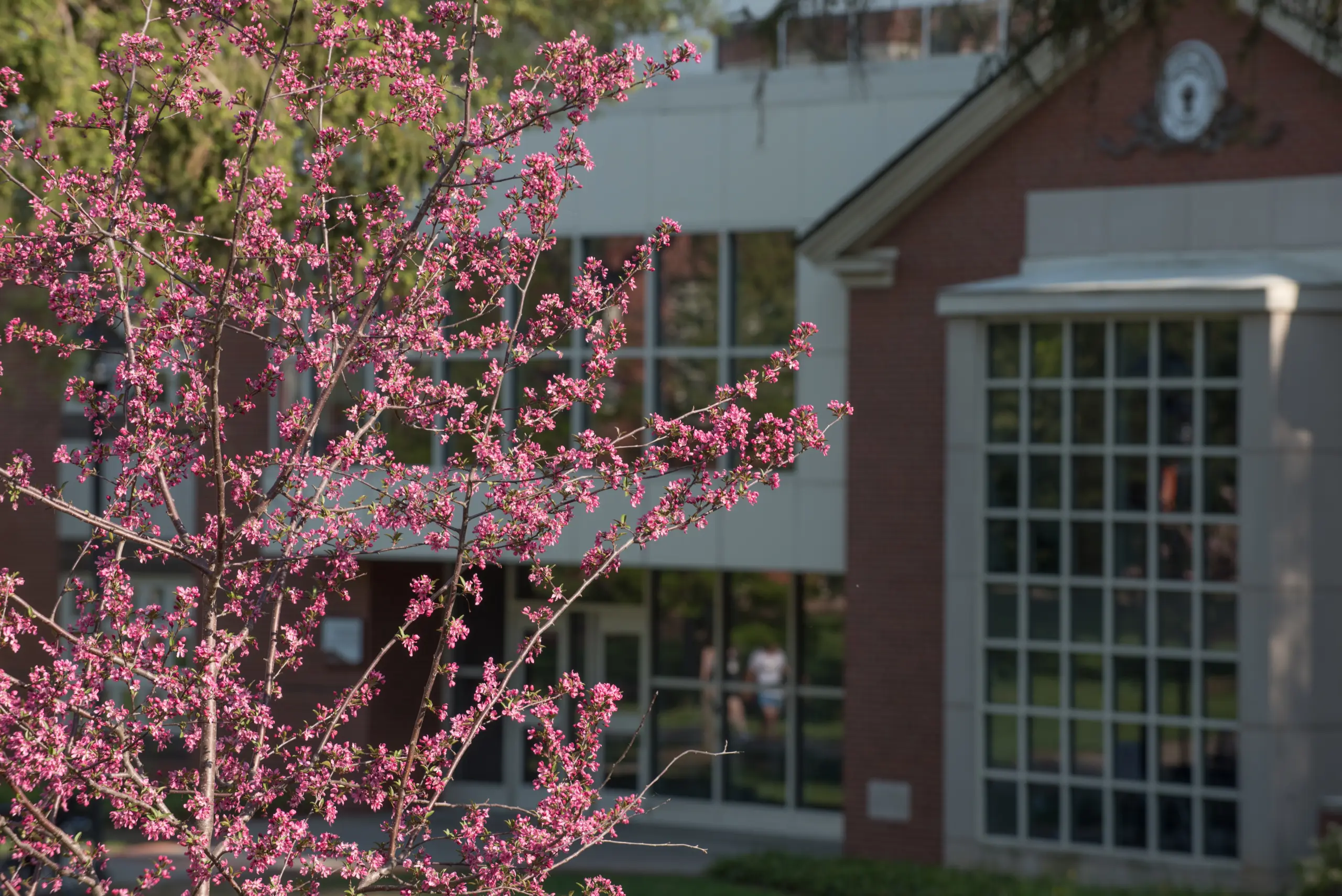 A tree with vibrant pink blossoms in the foreground, set against a backdrop of a building with large windows and a brick facade. The building has a crest above the entrance.