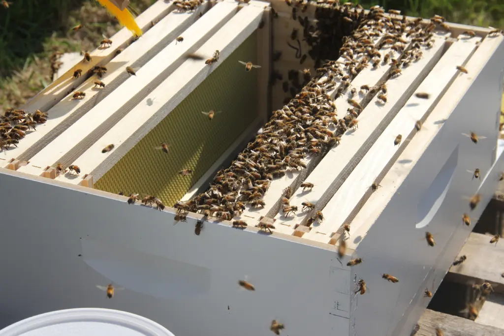 A wooden beehive box with multiple frames is shown, filled with a large number of bees. The bees are actively moving across the frames, with some flying in and out. Sunlight illuminates the scene, highlighting the natural activity of the bees and the sustainability opportunities available at 体育买球