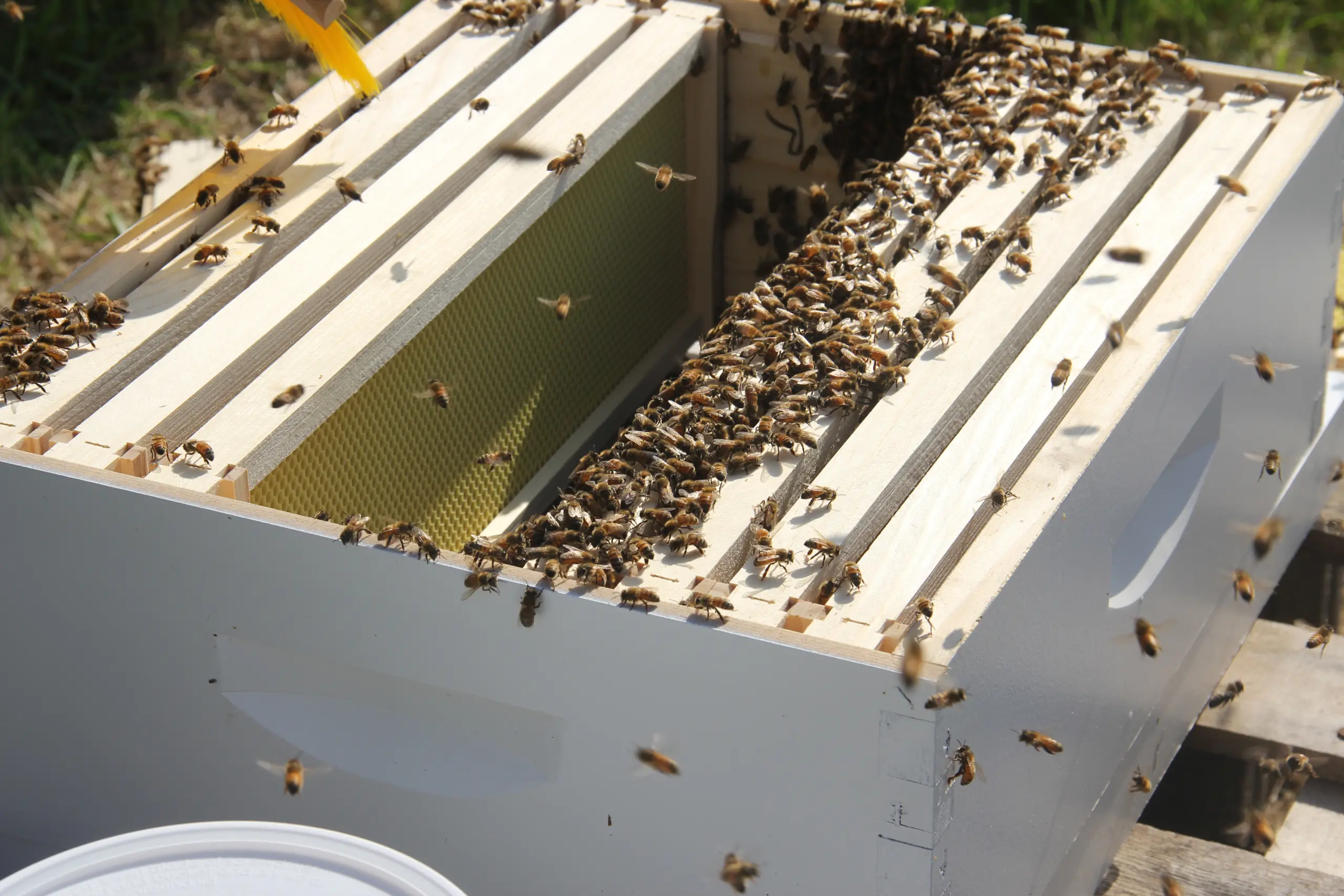 A wooden beehive box with multiple frames is shown, filled with a large number of bees. The bees are actively moving across the frames, with some flying in and out. Sunlight illuminates the scene, highlighting the natural activity of the bees.