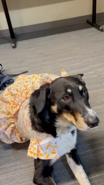 A black and white dog with tan markings is wearing a colorful dress featuring orange patterns and bows, bringing a touch of joy similar to the importance of student health & wellness. The dog lies on a gray carpet, looking up amid the backdrop of a wall and table leg.