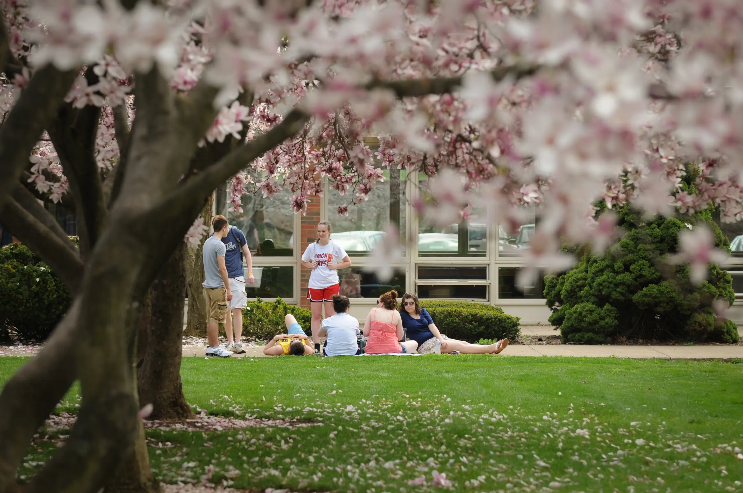 A group of people relaxes on a grassy area surrounded by blooming cherry blossom trees. Some are sitting on the grass while others stand nearby. Pink petals are scattered across the ground, and a windowed building is visible in the background.