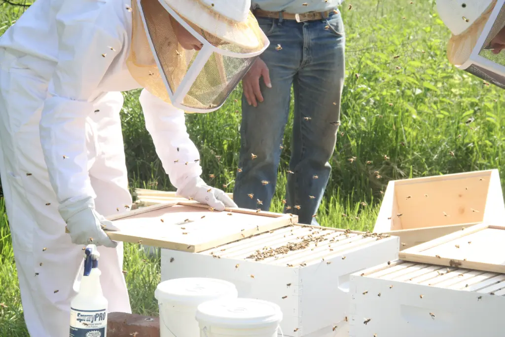 Beekeepers in protective gear inspect beehives outdoors, contributing to sustainability initiatives. The sunny scene buzzes with bees around wooden hive boxes. A bottle of bee repellent and white buckets are visible, while a person in jeans stands nearby.