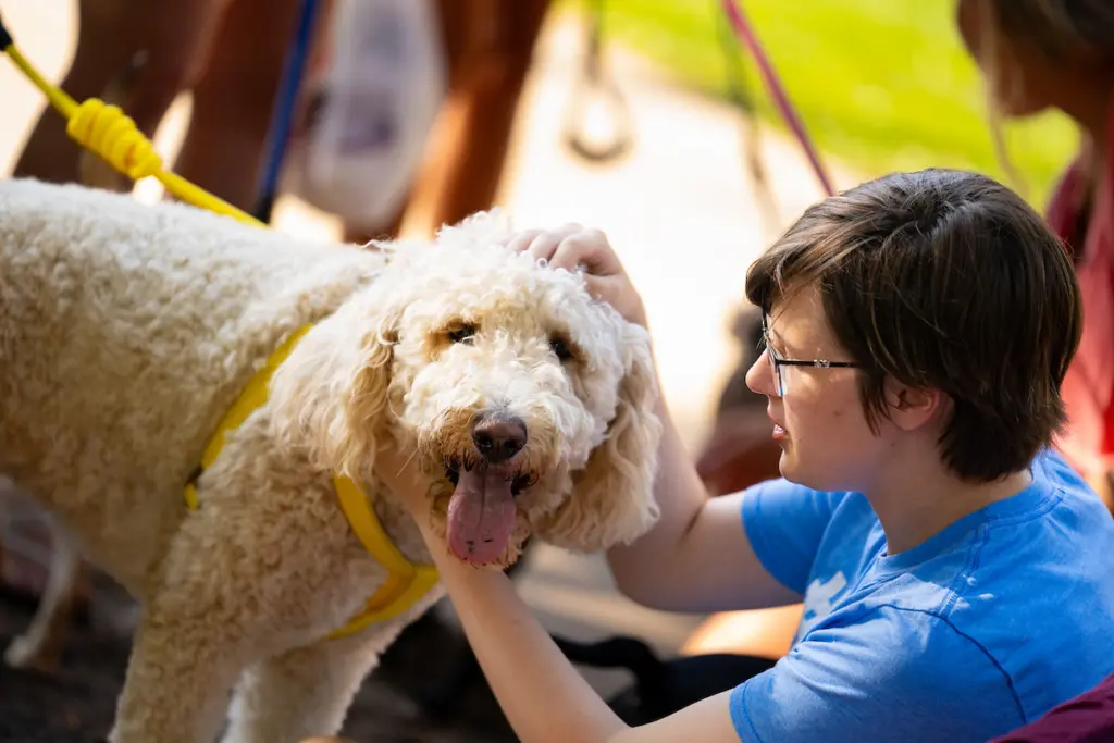 A person wearing glasses and a blue shirt pets a fluffy, curly-haired white dog with a yellow harness. The dog is panting happily outdoors on a sunny day, celebrating its joyful admission to the park.