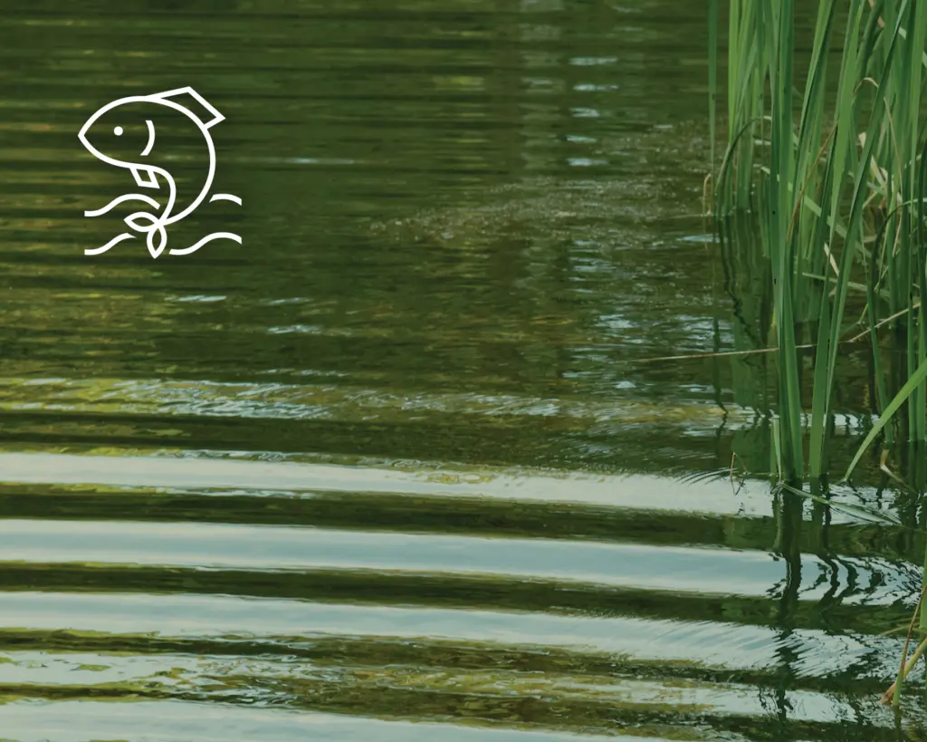 A calm green pond with tall reeds on the right and a simple white fish icon drawn on the left side of the image. Gentle ripples move across the water’s surface.