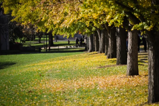 A row of trees with yellow autumn leaves lines a grassy park, embodying sustainability. Fallen leaves cover the ground beneath the trees. People are walking in the background on a sunlit day.