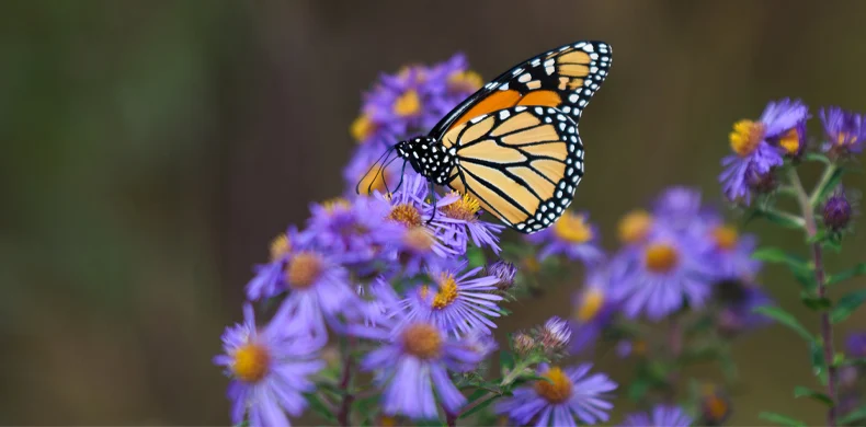 A monarch butterfly with orange and black wings rests on a cluster of blooming purple flowers, surrounded by green foliage and blurred background.